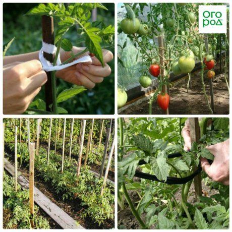 Легкий способ подвязки низкорослых томатов в открытом грунте – экономим силы для более важных дел